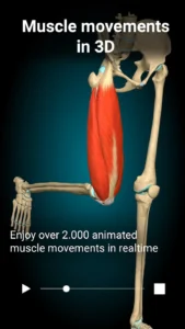 Anatomy-Learning-3D-Anatomy 2