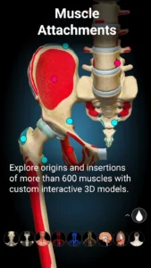 Anatomy-Learning-3D-Anatomy 4