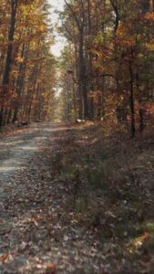 Beautiful-Autumn-Wallpaper 4
