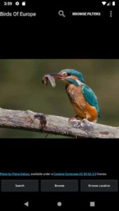 Birds-Of-Europe 1