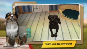 Dog-Hotel 7