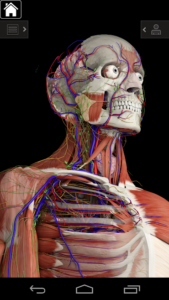 Essential-Anatomy-3 1