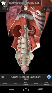 Essential-Anatomy-3 3