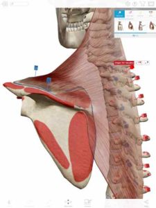 Human-Anatomy-Atlas-2018 5