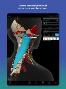 Human-Anatomy-Atlas 13