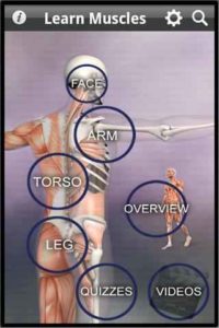 Learn-Muscles-Anatomy 7