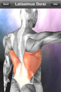 Learn-Muscles-Anatomy 3