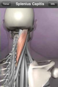 Learn-Muscles-Anatomy 4