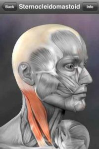 Learn-Muscles-Anatomy 6