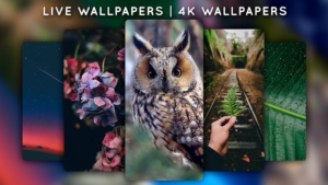 Live-Wallpapers-4K-Wallpapers 10