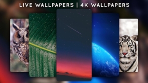 Live-Wallpapers-4K-Wallpapers 9