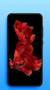 Live-Wallpapers-Video-Wallpapers 6