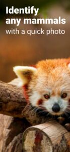 Mammal-Identifier-Animal-Snap 1