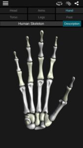 Osseous-System-in-3D-Anatomy 2