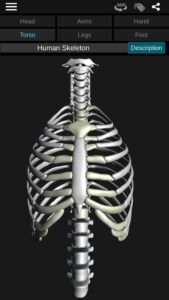 Osseous-System-in-3D-Anatomy 3