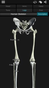 Osseous-System-in-3D-Anatomy 4