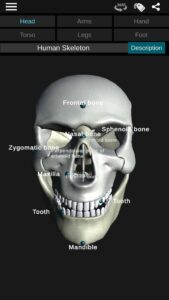 Osseous-System-in-3D-Anatomy 6