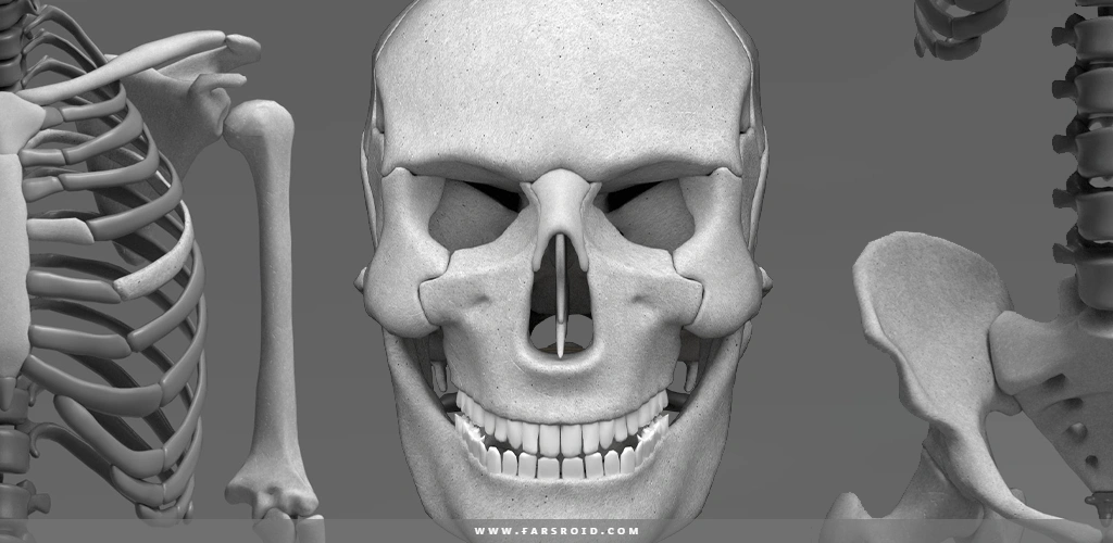 Osseous System in 3D