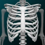 Osseous System in 3D (Anatomy) logo