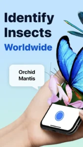 Picture-Insect-Spider-ID 5