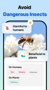 Picture-Insect-Spider-ID 3