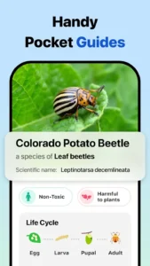 Picture-Insect-Spider-ID 1