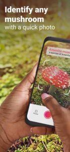 Picture-Mushroom-Mushroom-ID 2