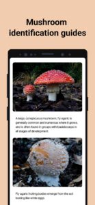 Picture-Mushroom-Mushroom-ID 4