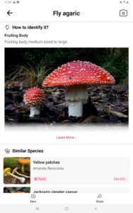 Picture-Mushroom-Mushroom-ID 9