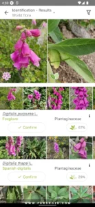 PlantNet-Plant-Identification 2