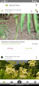 PlantNet-Plant-Identification 4