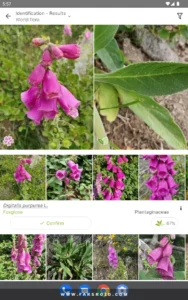 PlantNet-Plant-Identification 6
