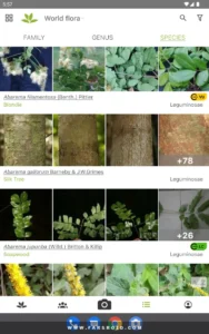PlantNet-Plant-Identification 7