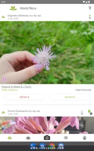 PlantNet-Plant-Identification 8