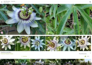 PlantNet-Plant-Identification 10