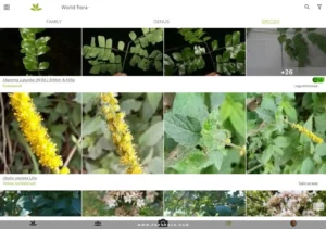 PlantNet-Plant-Identification 11
