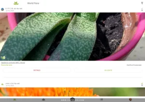 PlantNet-Plant-Identification 12