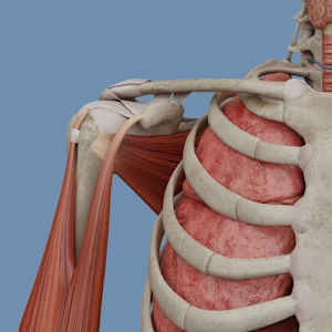 VOKA 3D Anatomy and Physiology logo