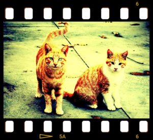 Vignette・photo-effects 11