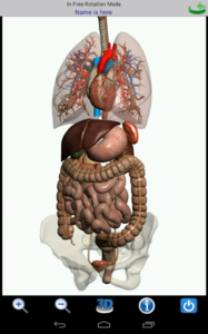 Visual-Anatomy 13