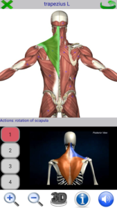 Visual-Anatomy 2