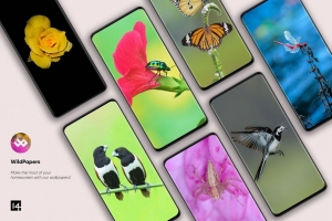 WildPapers-Wildlife-Photos 2