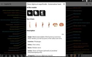 E-Anatomy 14