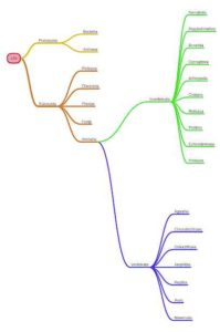 miMind-Easy-Mind-Mapping 5