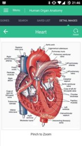Human-Organs-Anatomy-Reference-Guide 3