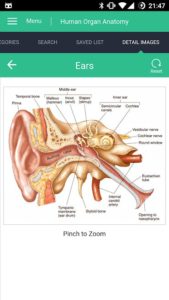 Human-Organs-Anatomy-Reference-Guide 4
